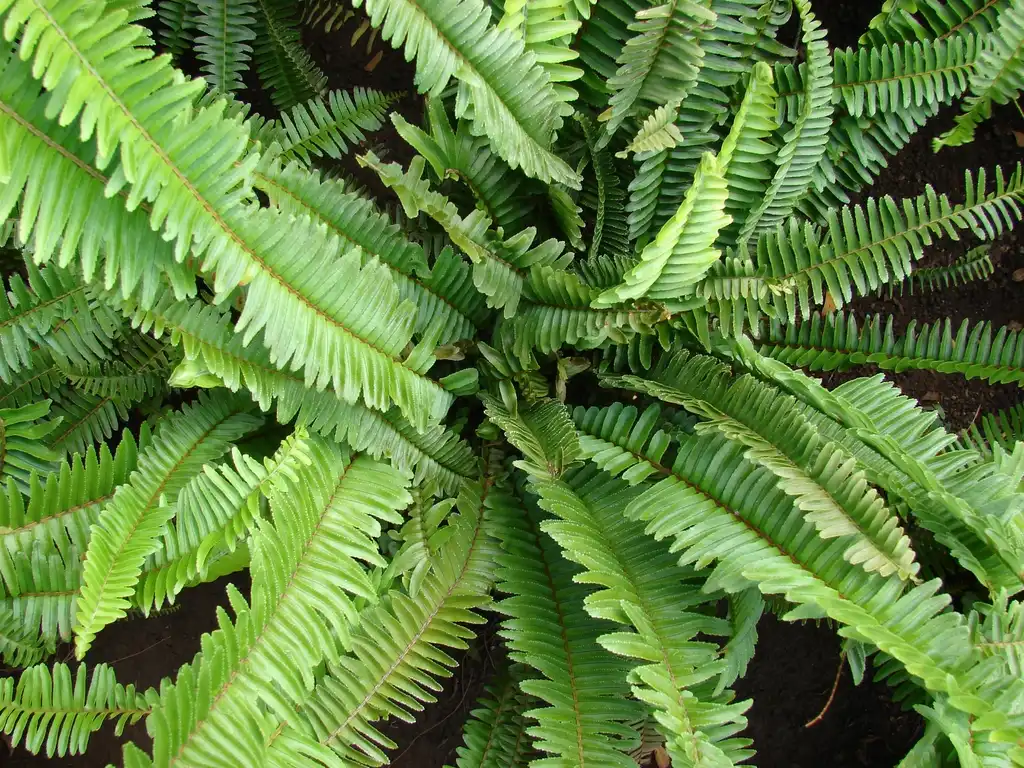 Photo of Nephrolepis cordifolia (Nephrolepis cordifolias)