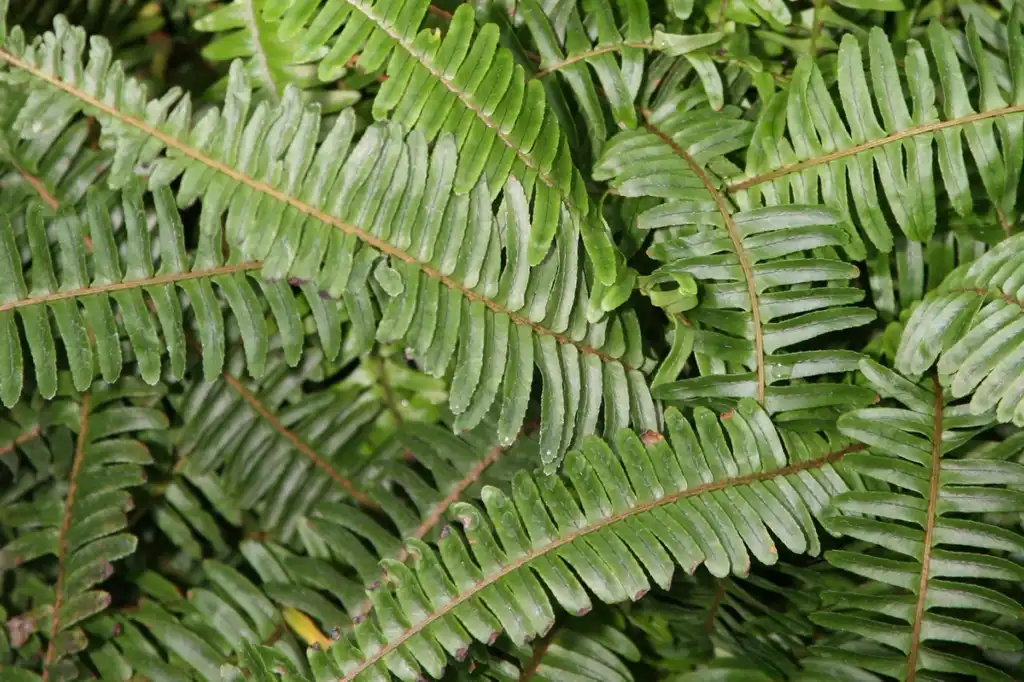 Photo of Nephrolepis cordifolia - Fronds:Cliff