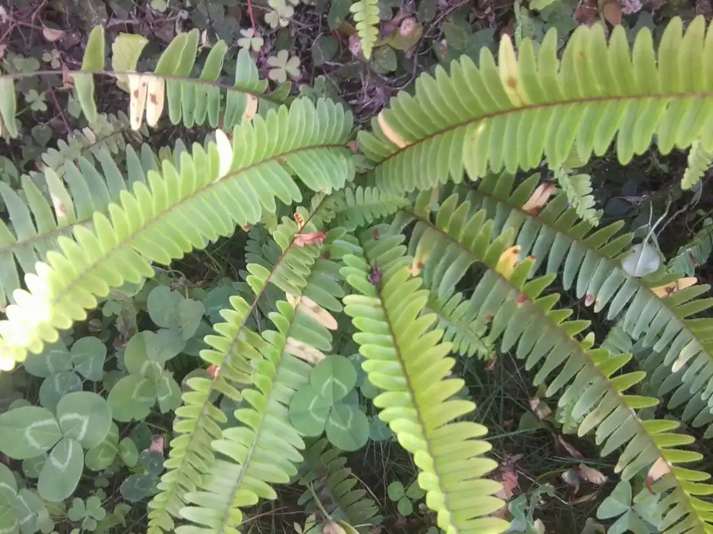 Photo of Nephrolepis cordifolia - Form:Krish Dulal