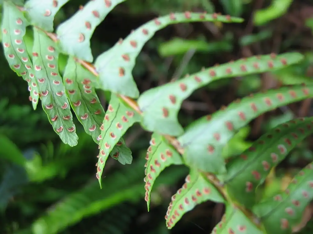 Photo of Nephrolepis cordifolia - Leaf Blade:Ixitixel