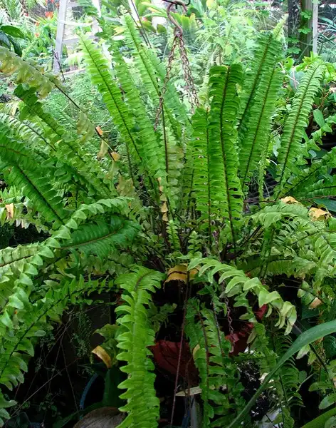 Photo of Nephrolepis exaltata (Nephrolepis exaltatas)