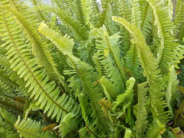 Photo of Nephrolepis exaltata (Nephrolepis exaltatas)