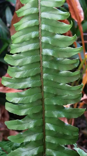 Photo of Nephrolepis exaltata - Close up of Fronds:David Eickhoff