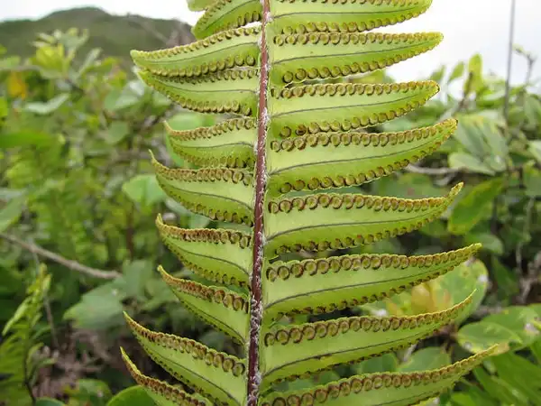 Photo of Nephrolepis exaltata - Nephrolepis exaltata spores:Forest and Kim Starr