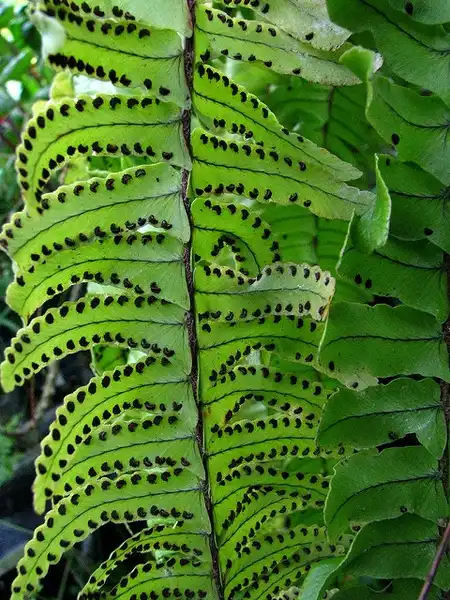 Photo of Nephrolepis exaltata - Nephrolepis exaltata spores:David Eickhoff