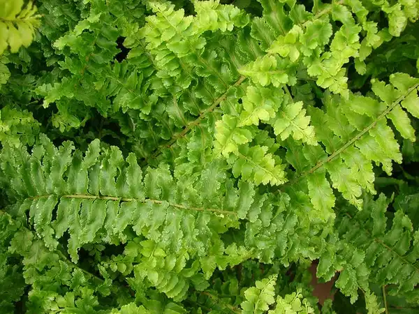 Photo of Nephrolepis exaltata - Nephrolepis exaltata 'Ruffles':Forest and Kim Starr