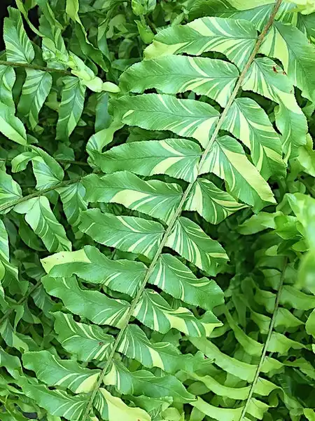 Photo of Nephrolepis exaltata - Nephrolepis exaltata 'Tiger' Variegated:Kristine Paulus