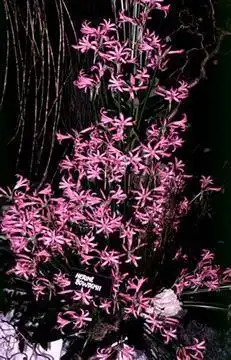 Фото Nerine (Nerines)