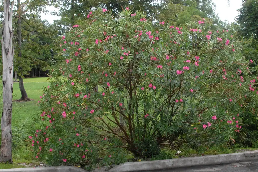 Фото Nerium oleander (Nerium oleanders)