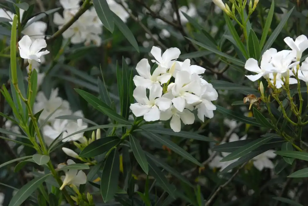 Фото Nerium oleander - White Flower and Leaves Close-up:Jim Robbins