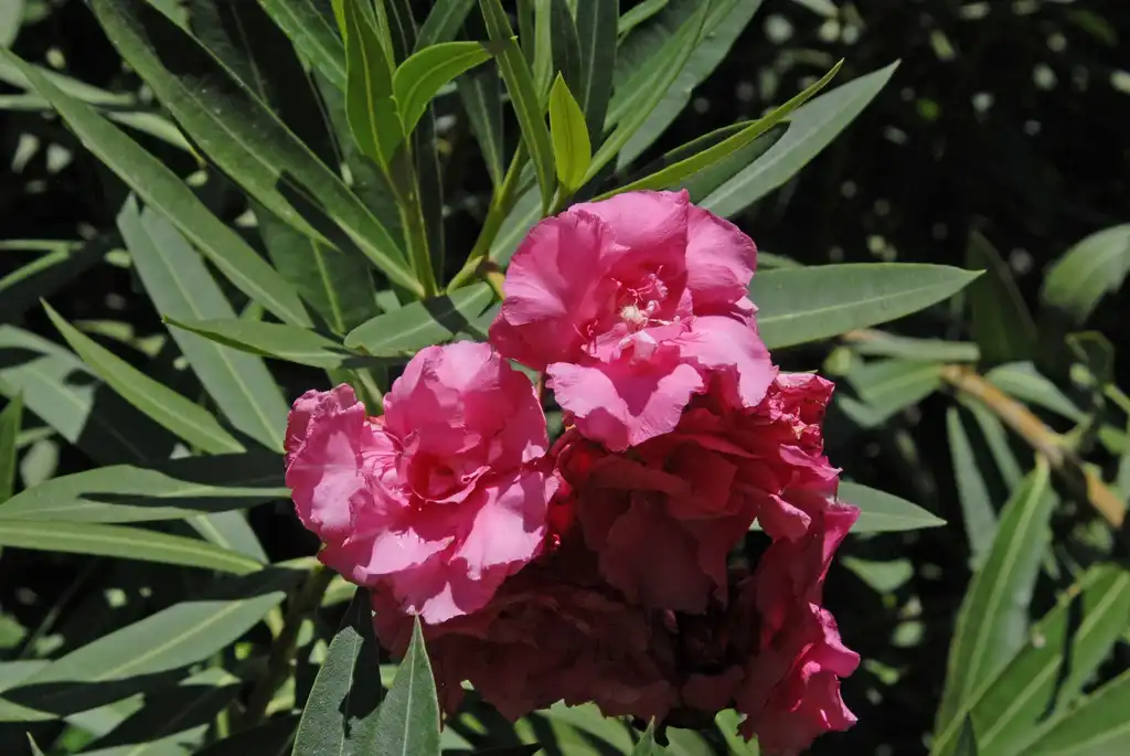 Фото Nerium oleander - Flower close-up:Jim Robbins