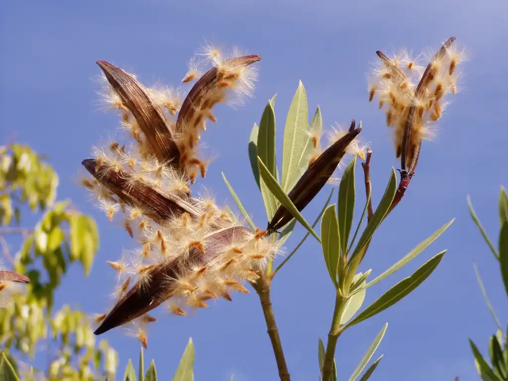 Фото Nerium oleander - Brown fruits split in half to reveal tuffed seeds.:Júlio Reis