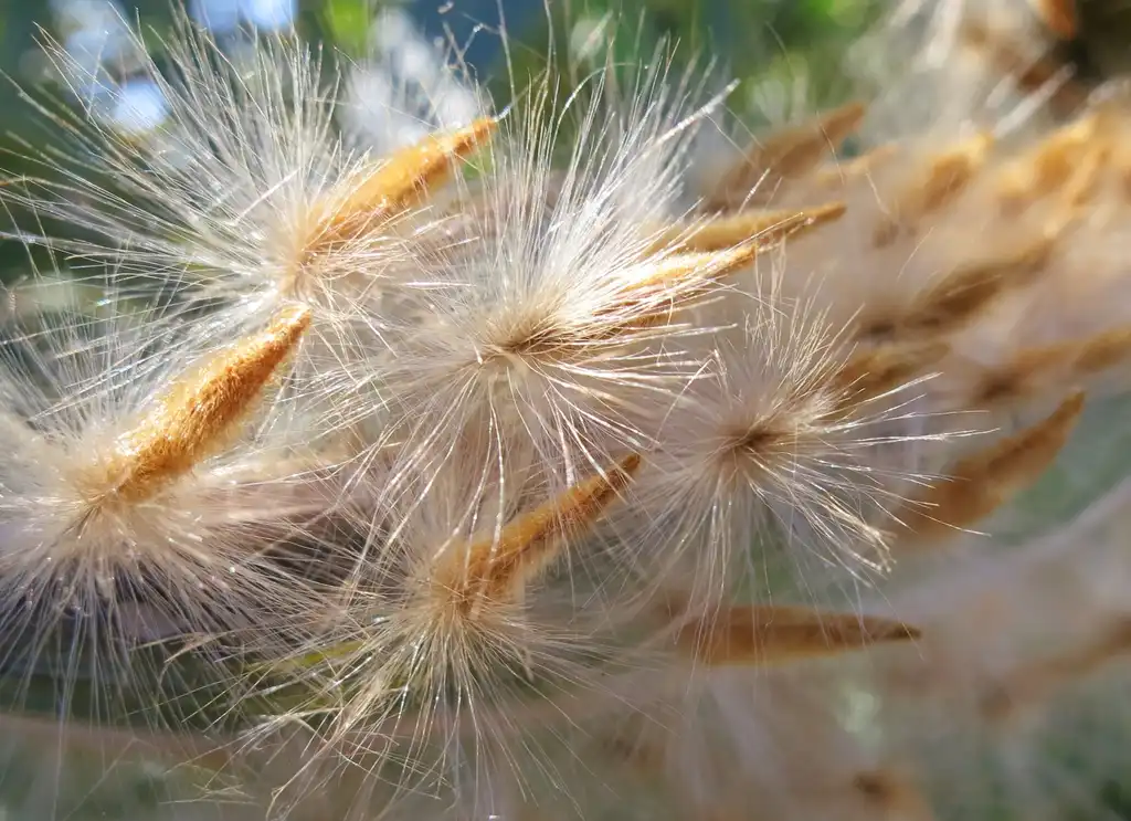 Фото Nerium oleander - Close up of tuffed seeds.:Margaret Donald