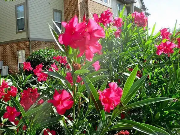 Фото Nerium oleander - Bright pink flowers.:Paul Cooper
