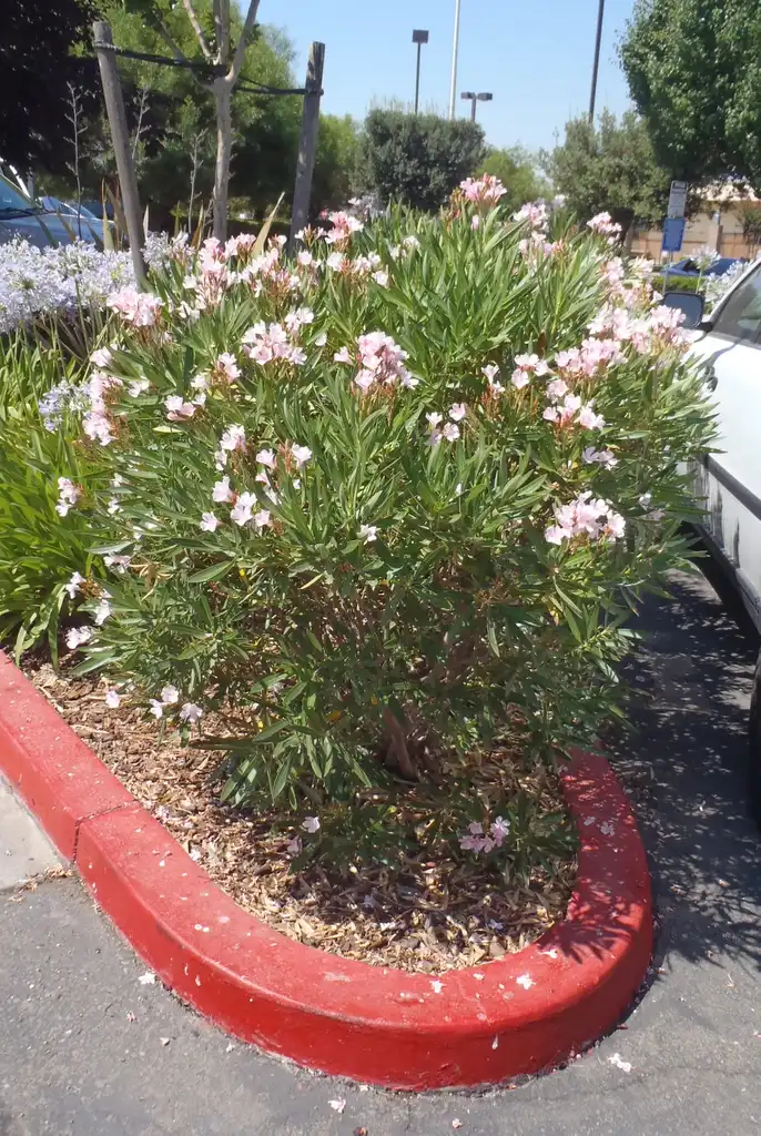 Фото Nerium oleander - Dwarf form, in a parking lot median.:Jim Robbins