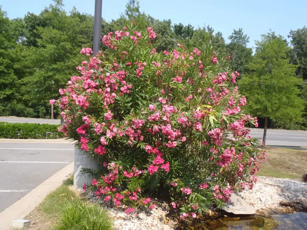 Фото Nerium oleander - Planted in a parking lot median.:Jim Robbins