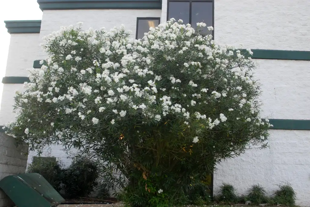 Фото Nerium oleander - Foundation planting:Jim Robbins