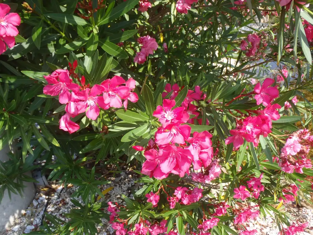 Фото Nerium oleander - Pink flower and leaves close-up:Jim Robbins