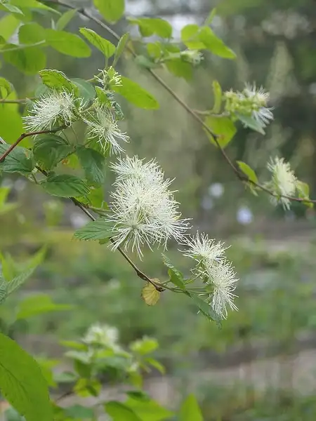 Photo of Neviusia alabamensis (Neviusia alabamensiss)
