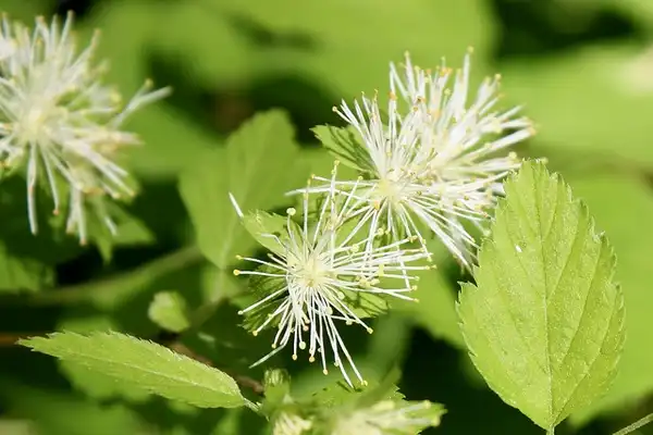 Photo of Neviusia alabamensis (Neviusia alabamensiss)