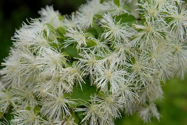 Photo of Neviusia alabamensis - Neviusia alabamensis:Nicholas Turland
