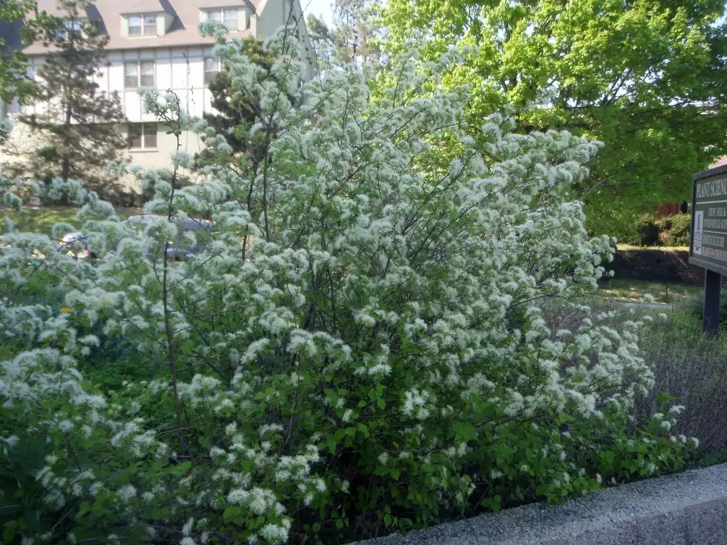 Photo of Neviusia alabamensis - Flower Form:Jim Robbins