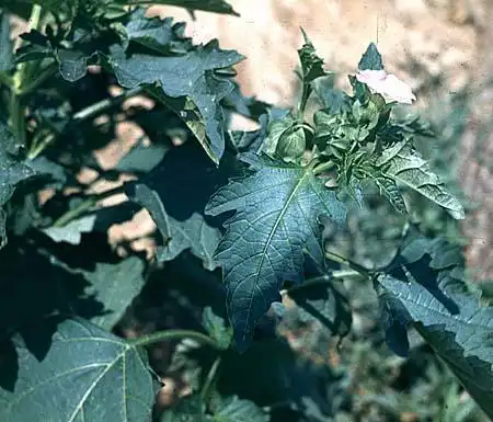 Foto de Nicandra physalodes (Nicandra physalodess)