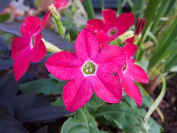 Foto de Nicotiana alata (Nicotiana alatas)