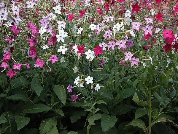 Foto de Nicotiana alata (Nicotiana alatas)