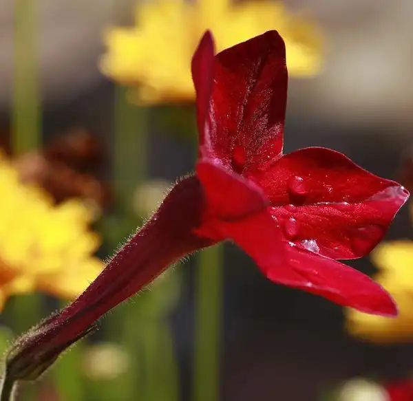 Foto de Nicotiana alata - Nicotiana alata:Jenny Dowing