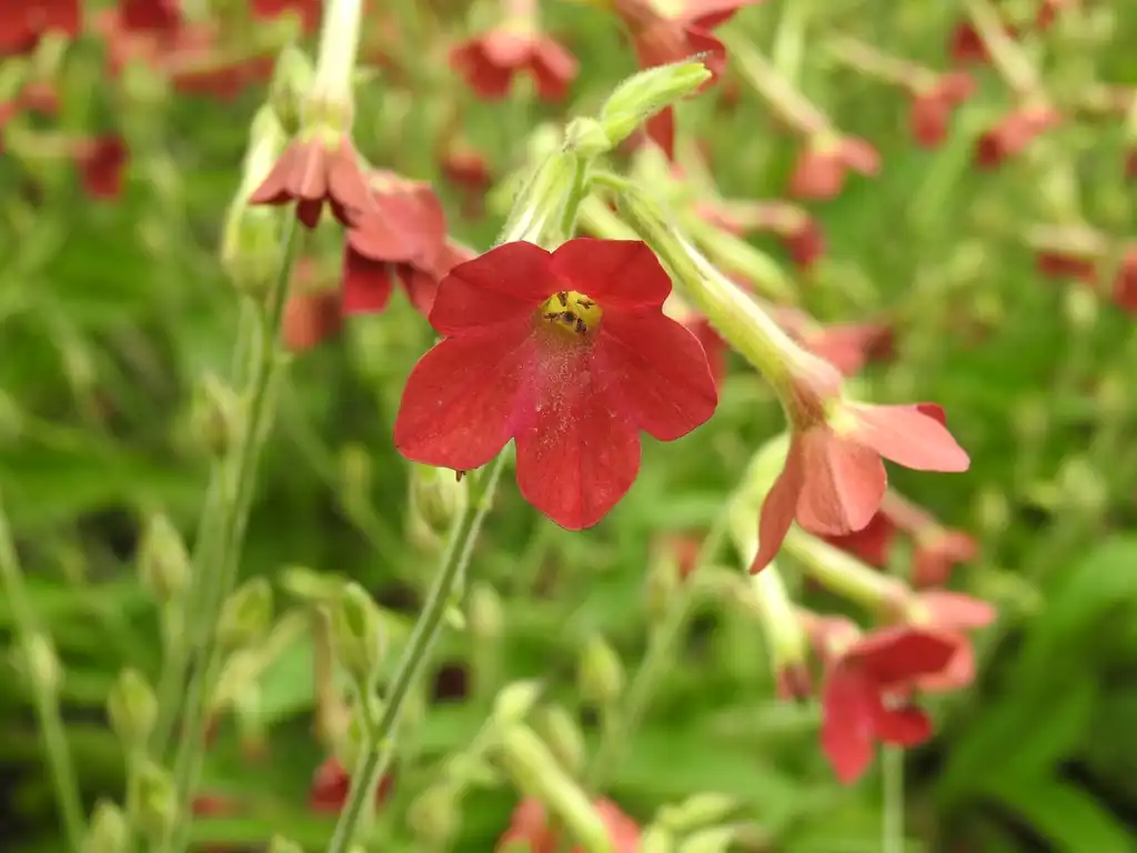 Foto de Nicotiana alata - Nicotiana alata 'Baby Bella Antique Red':Kathleen Moore