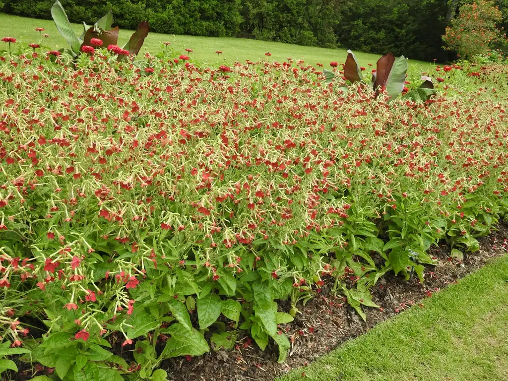 Foto de Nicotiana alata - Nicotiana 'Baby Bella Antique Red' mass planting:Kathleen Moore