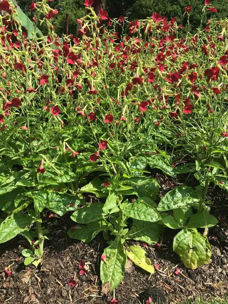 Foto de Nicotiana alata - Full Form (Longwood Garden,PA):Cynthia Lauderdale