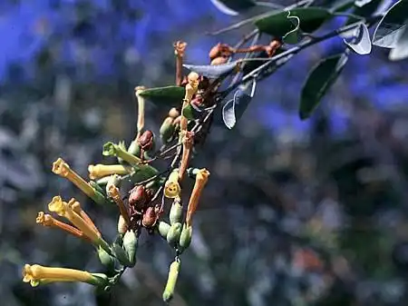 Photo of Nicotiana glauca (Nicotiana glaucas)