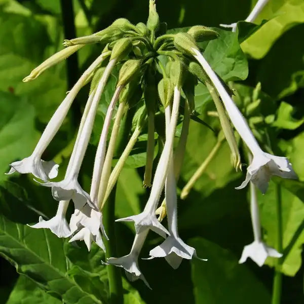 Фото Nicotiana sylvestris (Nicotiana sylvestriss)
