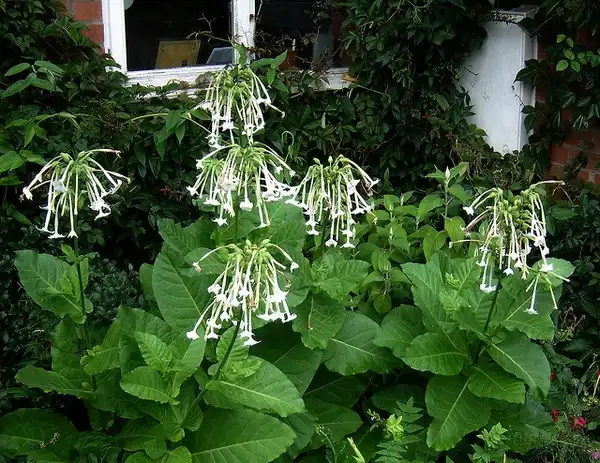 Фото Nicotiana sylvestris (Nicotiana sylvestriss)
