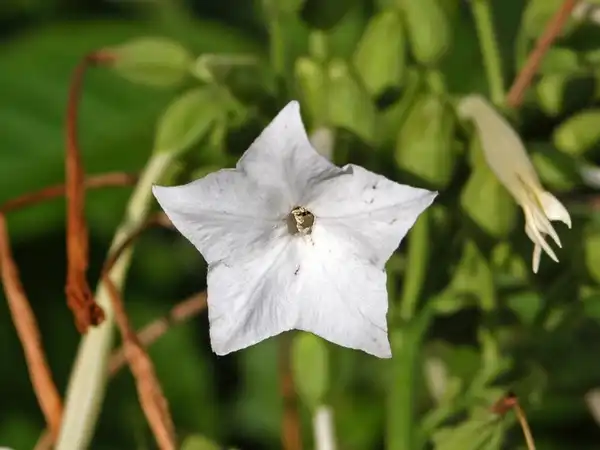 Фото Nicotiana sylvestris - Nicotiana sylvestris:Ettore Balocchi