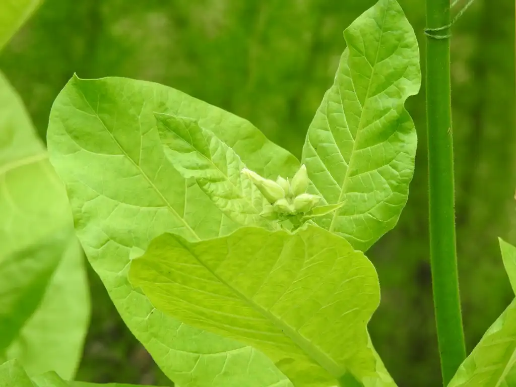 Фото Nicotiana sylvestris - Nicotiana sylvestris leaf:Kathleen Moore
