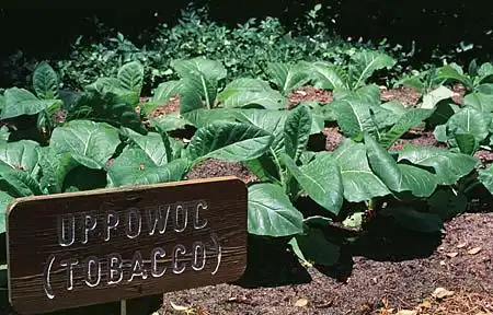 Photo of Nicotiana tabacum (Nicotiana tabacums)