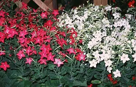 Photo of Nicotiana tabacum (Nicotiana tabacums)