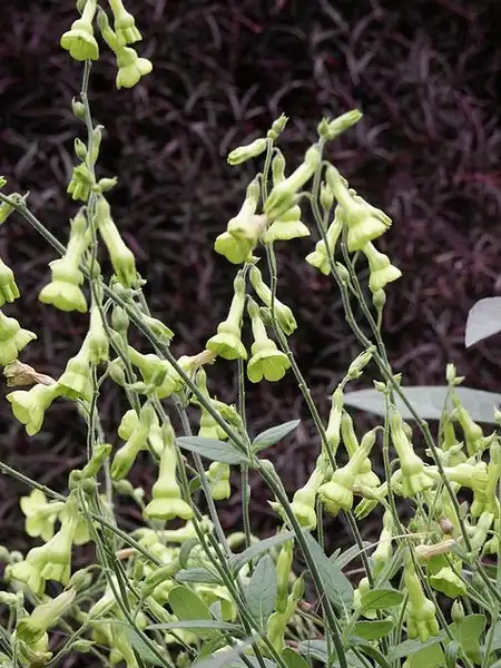 Фото Nicotiana x sanderi (Nicotiana x sanderis)