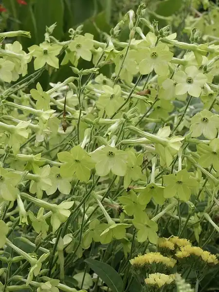 Фото Nicotiana x sanderi (Nicotiana x sanderis)