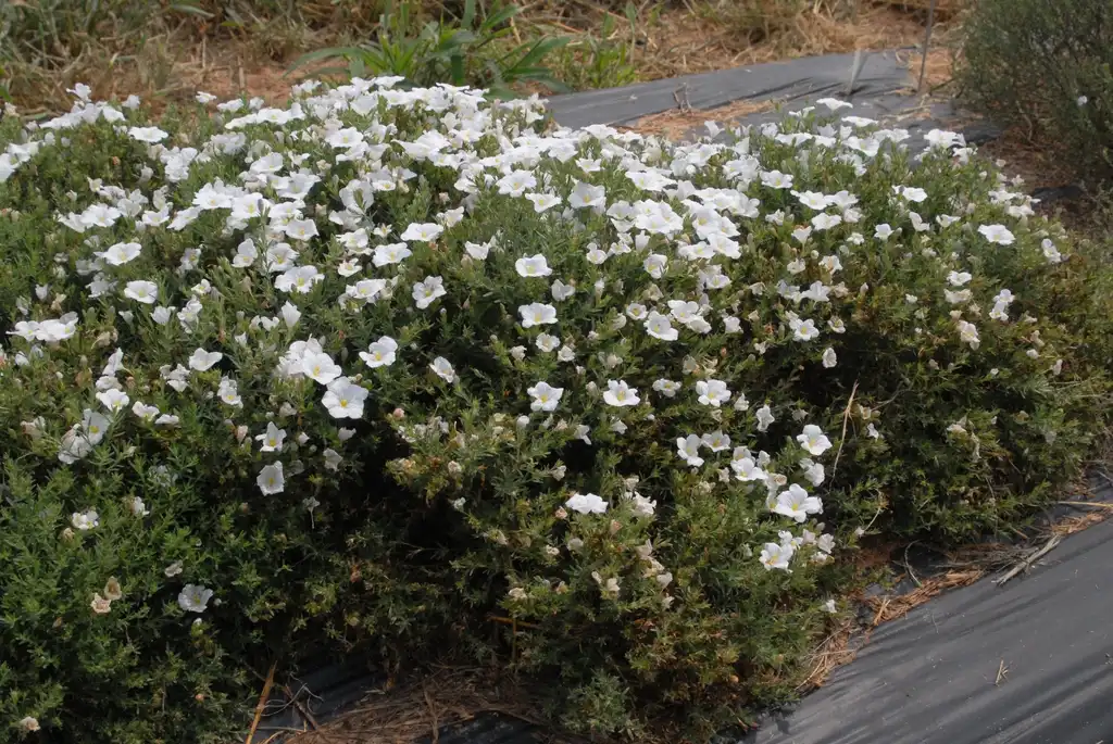 Foto de Nierembergia linariifolia (Nierembergia linariifolias)
