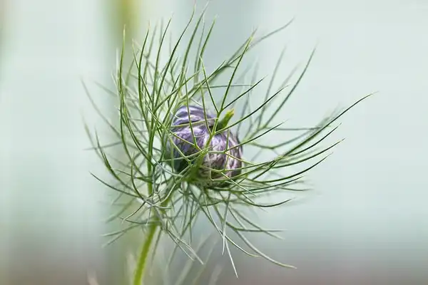 Foto de Nigella damascena (Nigella damascenas)
