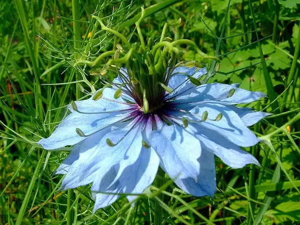Foto de Nigella damascena (Nigella damascenas)