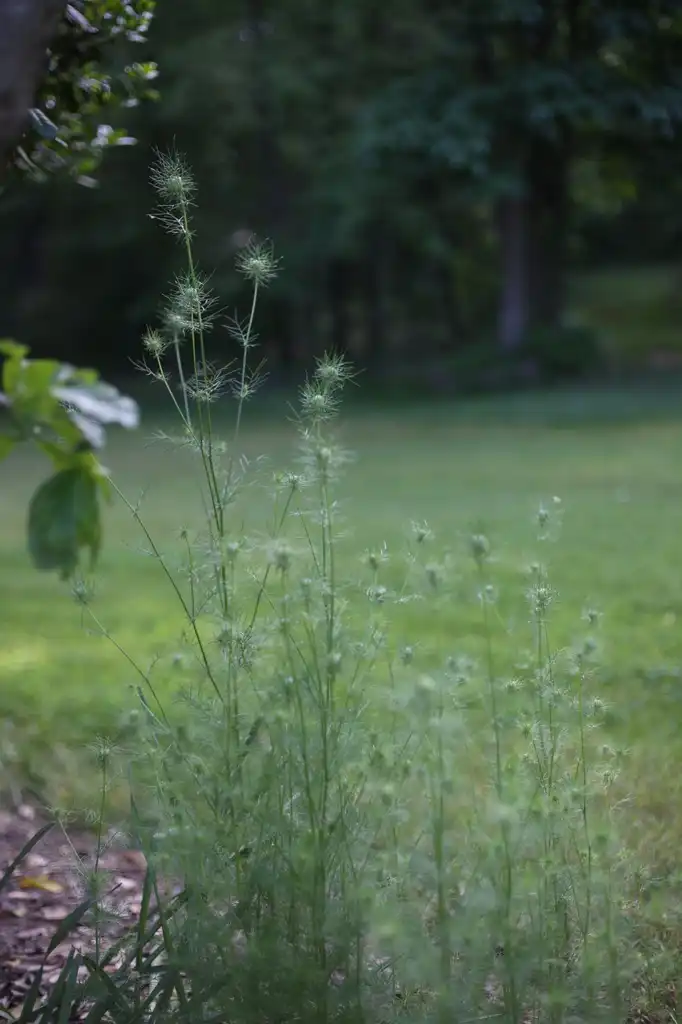 Foto de Nigella damascena - Growth Habit (Cabarrus County,NC):Hope Duckworth