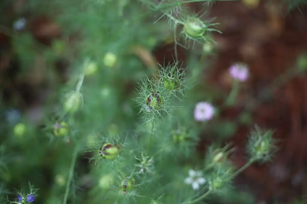 Foto de Nigella damascena - Seed pods (Cabarrus County,NC):Hope Duckworth