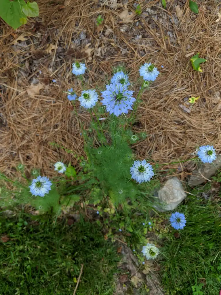 Foto de Nigella damascena - Full Form (Carrabus County,NC):Hope Duckworth
