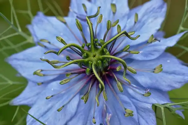 Foto de Nigella damascena - nigella damascena:Miroslav Fikar