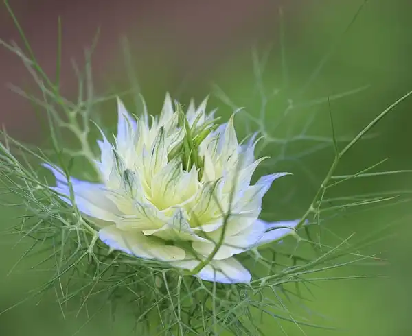 Foto de Nigella damascena - nigella damascena:Dornewolf
